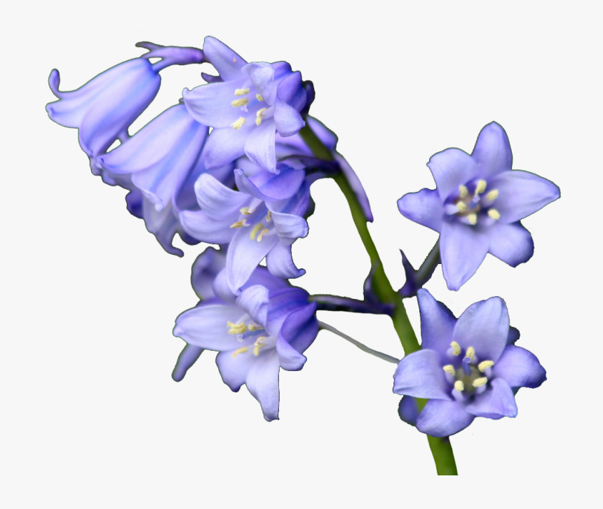 Bluebell Flowers, HD Png Download