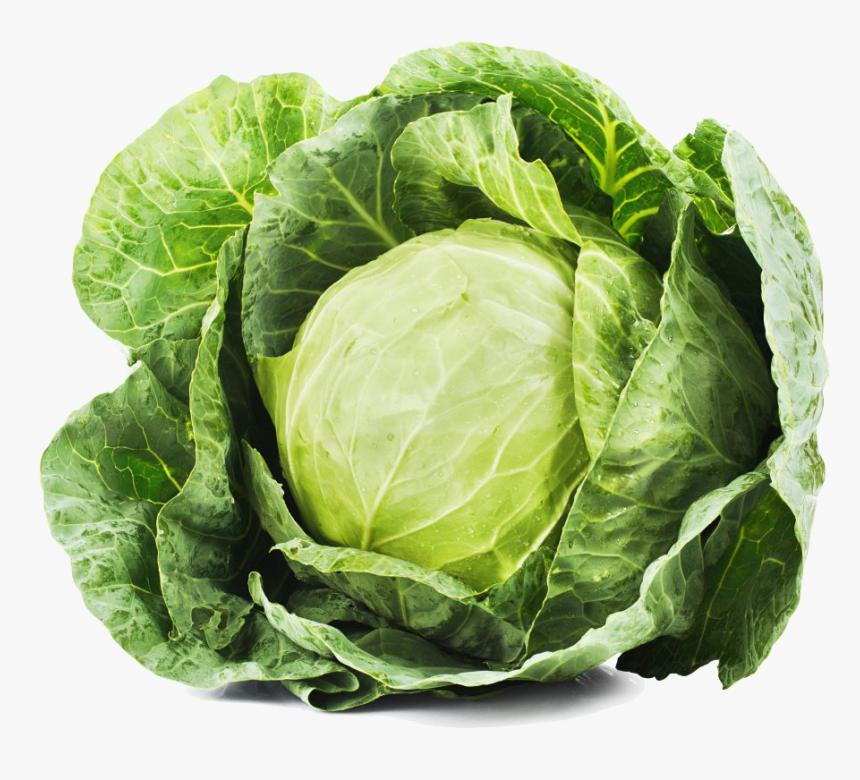 Cabbage Transparent Image, HD Png Download , Transparent Png Image PNGitem