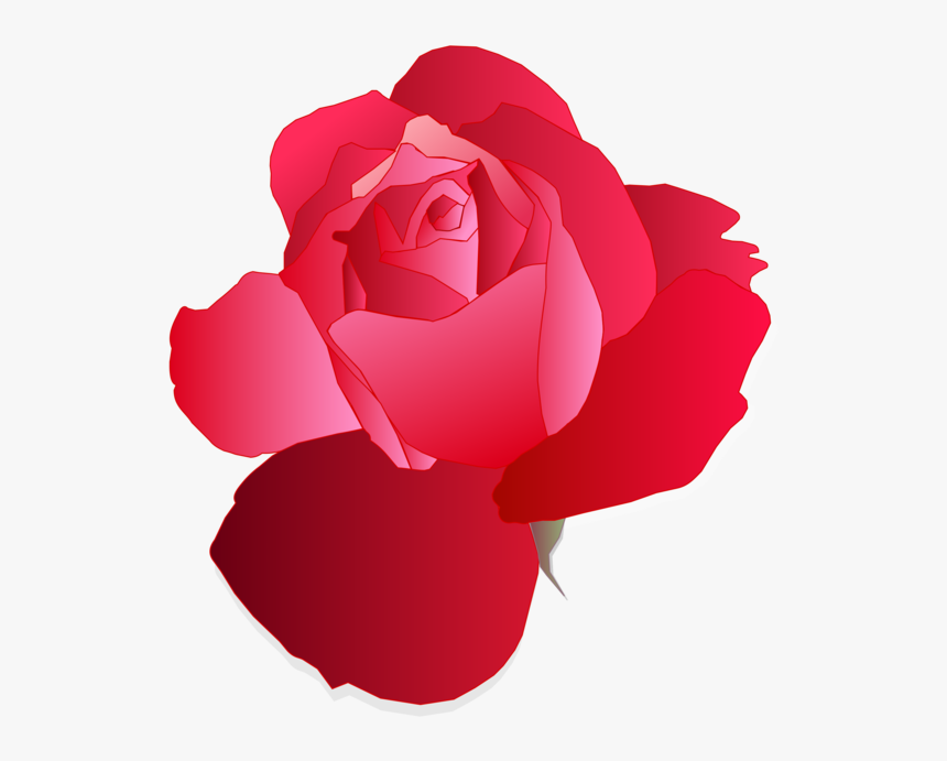 Pink,plant,flower - Rose Blue Vector Free, HD Png Download