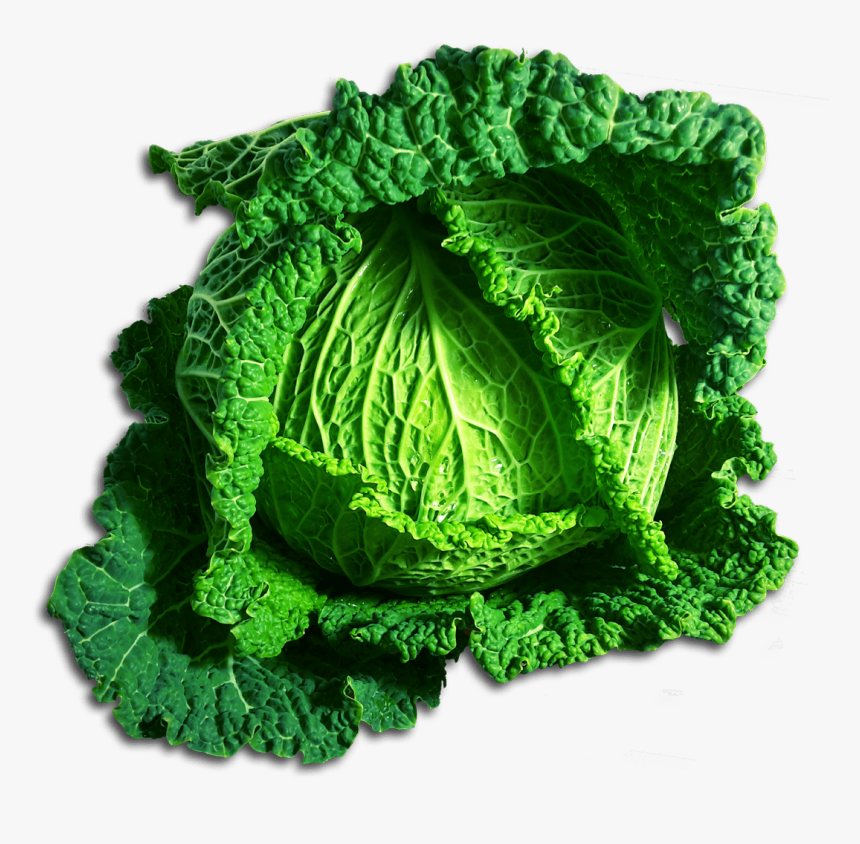Green Cabbage - Chou Clipart, HD Png Download