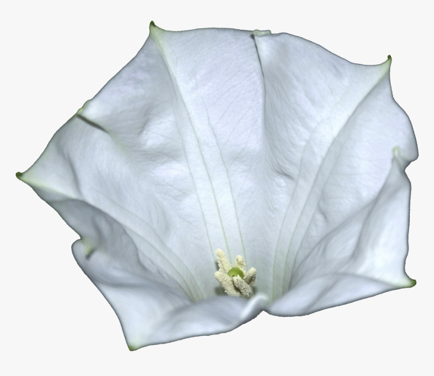 Datura-metel Flower - Datura Png, Transparent Png