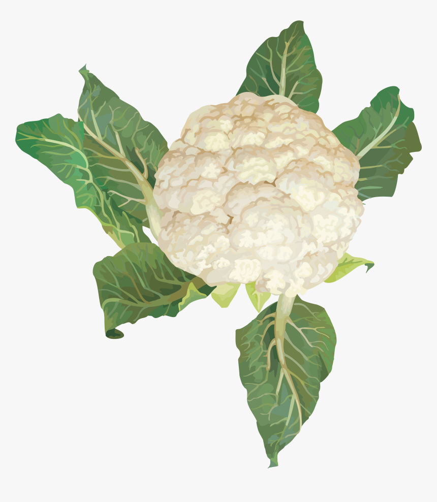Cauliflower Png Image - Cauliflower Plant Png, Transparent Png