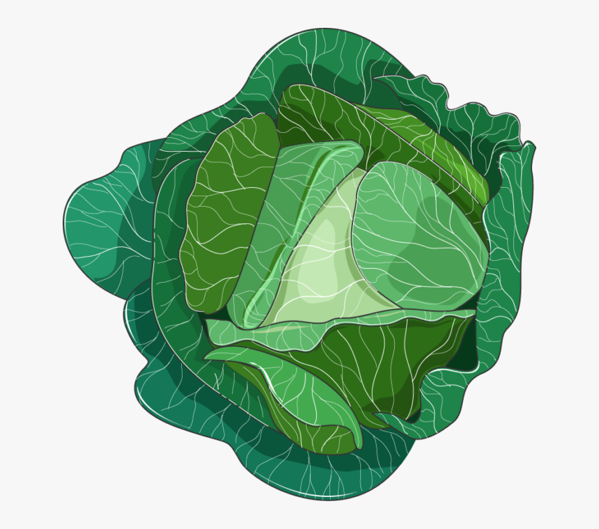 Cabbage, HD Png Download
