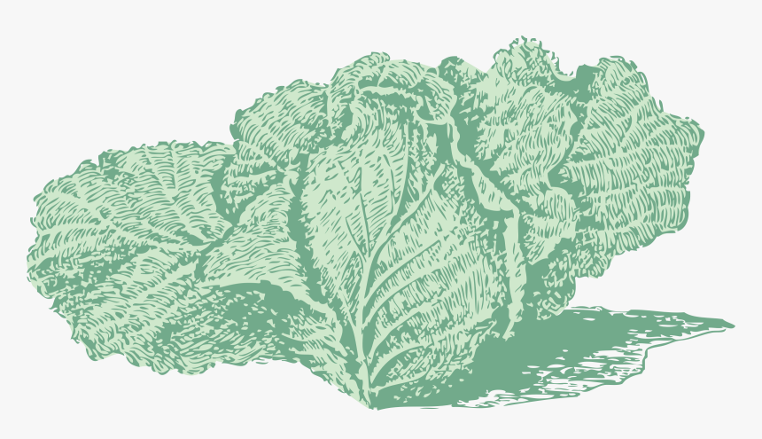 Jersey Cabbage Clip Arts, HD Png Download
