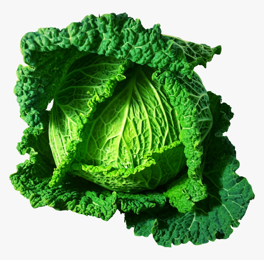 Kale,savoy Cabbage,food - Clipart Cabbages, HD Png Download