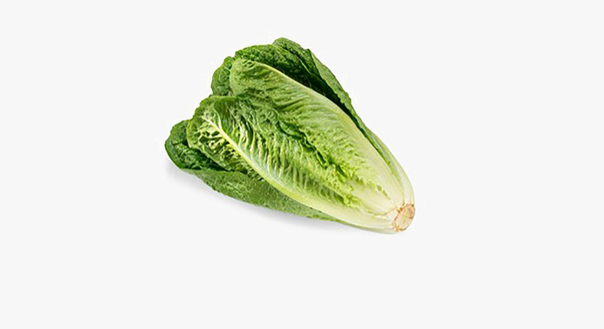 Cabbage - Lettuce Romaine, HD Png Download