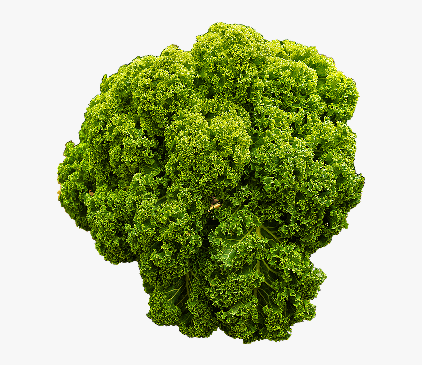 Kale, Brown Cabbage, Krauskohl, Kohl, Ruffled - Curly Kale Transparent Background, HD Png Download