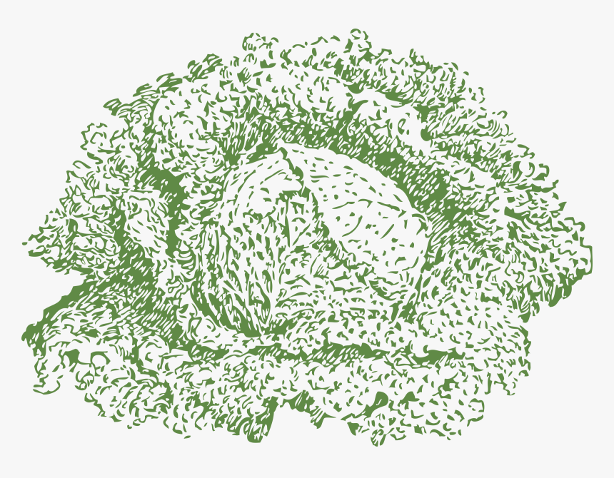 Savoy Cabbage Clip Arts - Clip Art, HD Png Download