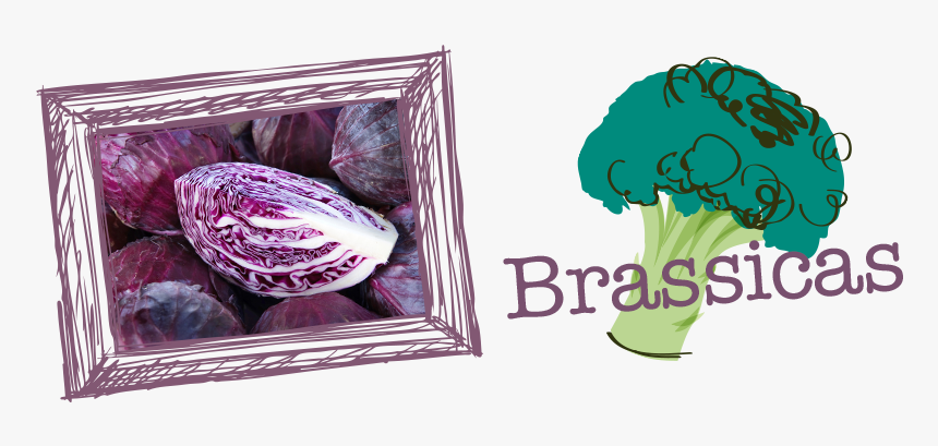 Brassicas-2 - Broccoli, HD Png Download