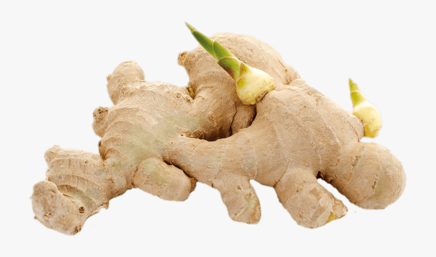 Ginger Shoots - Cu Gung, HD Png Download