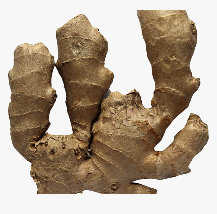 Ginger, HD Png Download