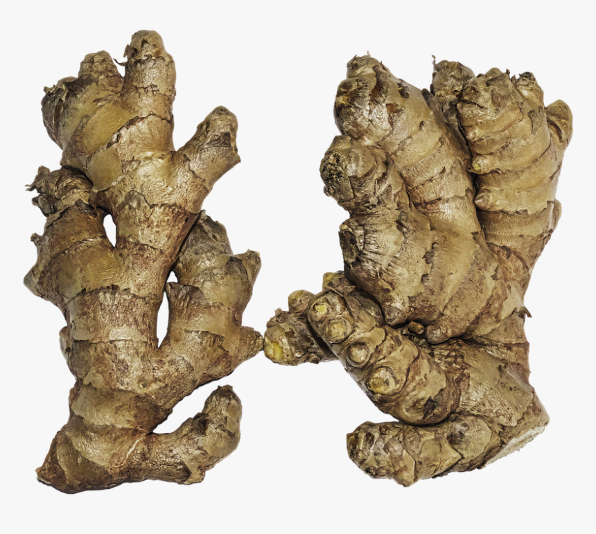 Ginger, Rhizome, Ginger Root, Zingiber Officinale - Ginger Rhizome, HD Png Download