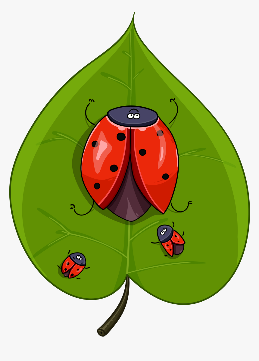 Sheet, Beetle, Ladybug, Insect, Red, Nature, Leaves - Ladybird Beetle, HD Png Download