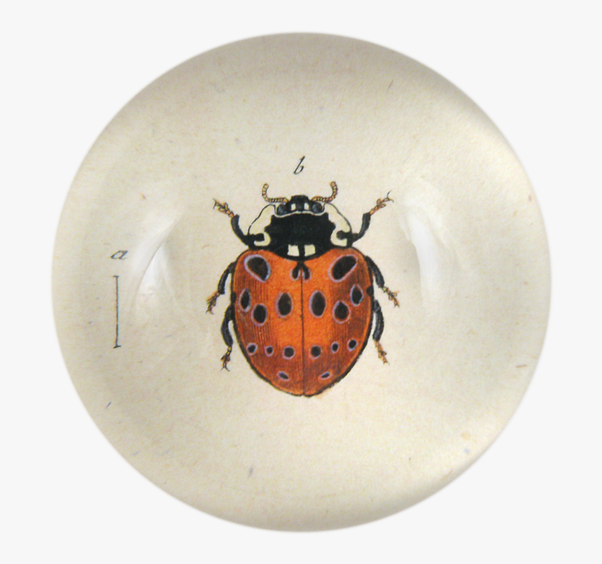 Leaf Beetle, HD Png Download