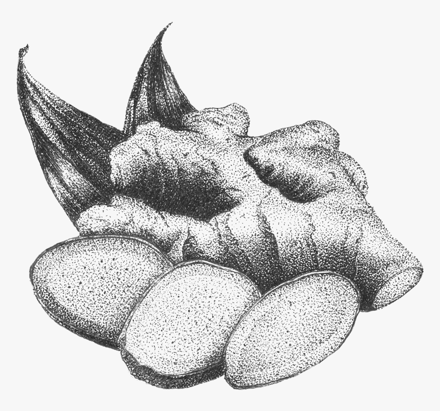 Sketch, HD Png Download