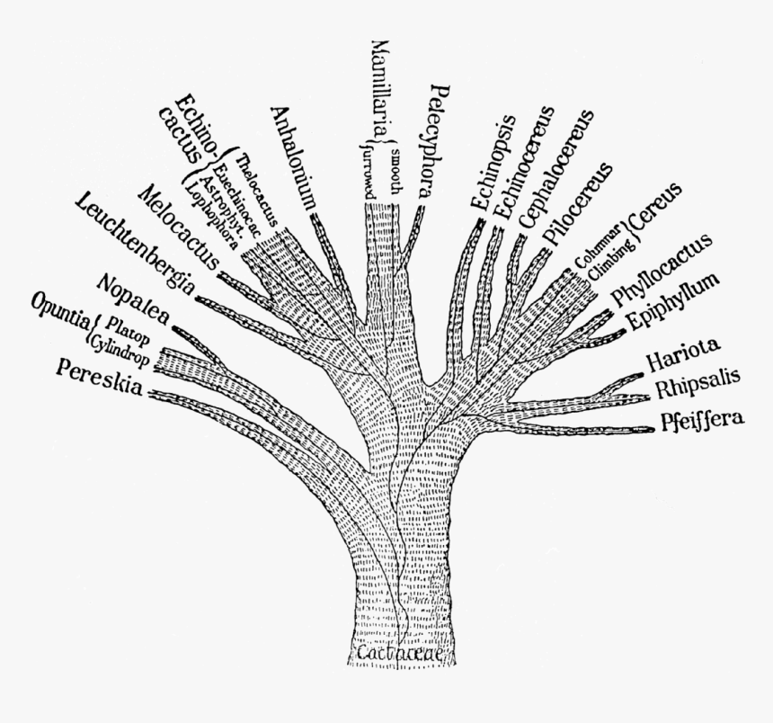 Ganong Cactaceae Phylogenetic Tree 1898 - Taxonomy Tree Png, Transparent Png