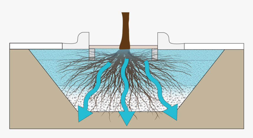 Tree Trench, HD Png Download