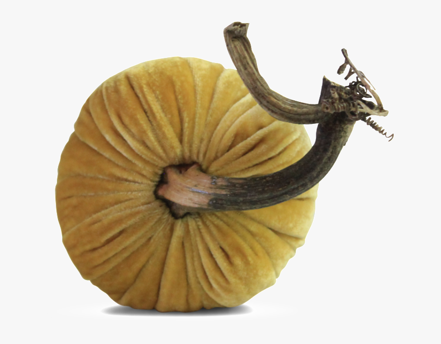 Butter Pumpkins 
 
 Data Image Id 15284118086 
 Class - Gourd, HD Png Download