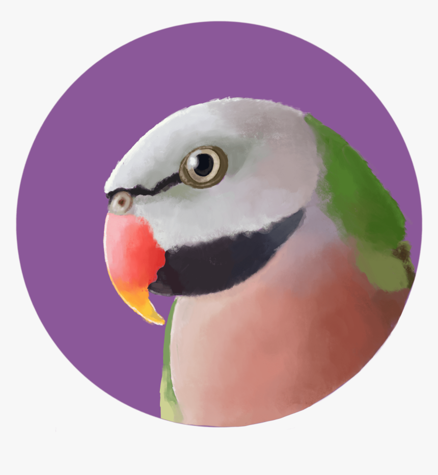 Transparent Realistic Mustache Png - Budgie, Png Download