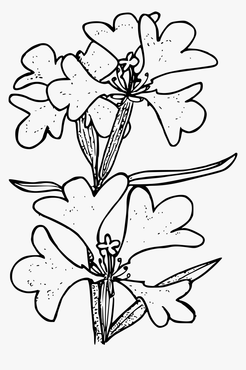 Ragged Robin Clip Arts - Lily, HD Png Download