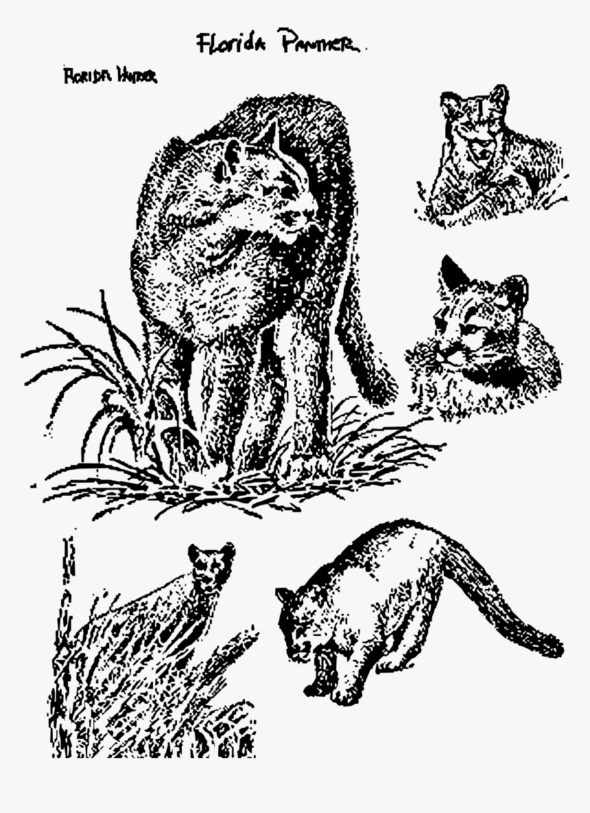 Florida Panthers Clip Arts - Florida Panther Black And White Drawing, HD Png Download