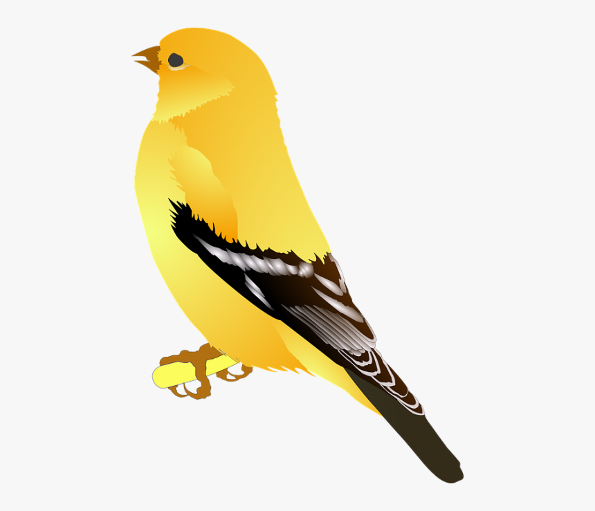 Finch Clip Art, HD Png Download