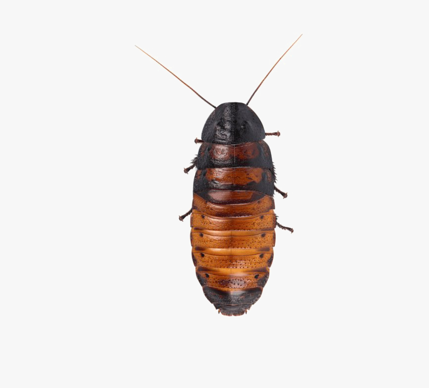 Cockroach Png Hd Quality - Madagascar Hissing Cockroach Transparent, Png Download