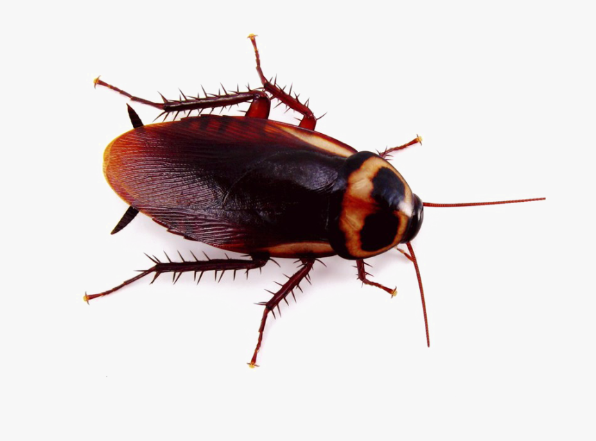 Cockroach Png Background - Cockroach Png, Transparent Png