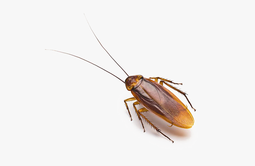 Roach Png Free Download - Roach Png, Transparent Png
