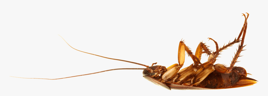 Cockroach On Back - Dead Cockroach, HD Png Download