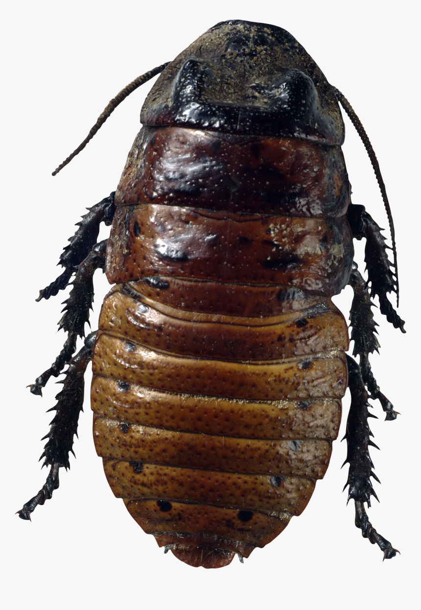 Roach Png - Png Bug, Transparent Png