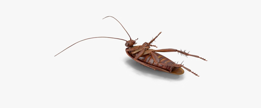 Cockroach Png File Download Free - Mosquito, Transparent Png