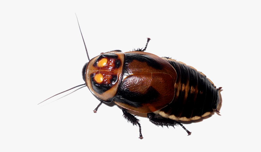 Roach Png - Lucihormetica Verrucosa, Transparent Png