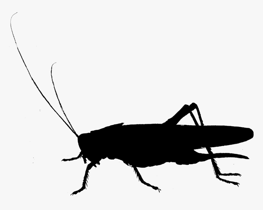 Cockroach Clip Art Fauna Cricket Silhouette - Grasshopper, HD Png Download