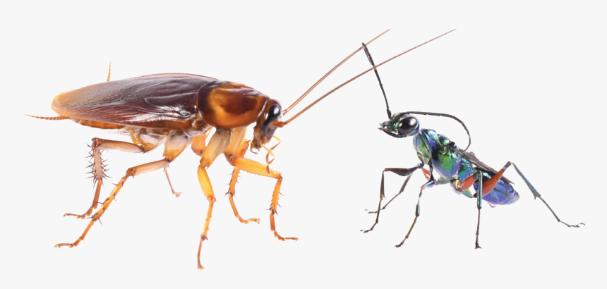 Cockroach Png Transparent Image - Cockroaches Use Karate Kicks To Avoid Becoming Zombies, Png Download