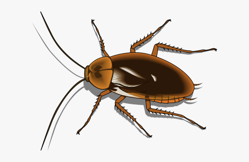 Cockroach Clipart Pest - Transparent Background Cockroach Clipart, HD Png Download