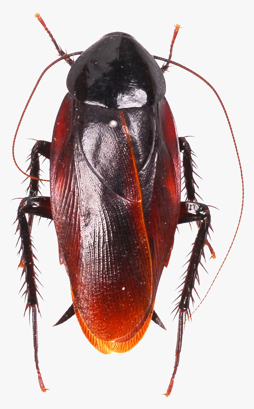 Roach Png Image, Transparent Png