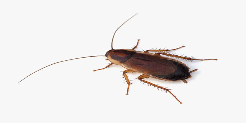 Cockroach Png Transparent File - Cockroach Png, Png Download