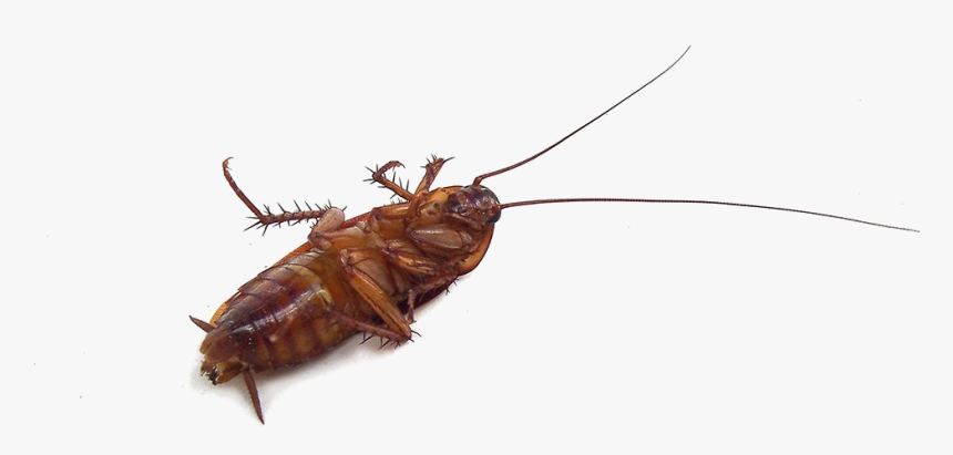 Cockroach Insect Mosquito Pest Garden - Baby Cockroach On Its Back, HD Png Download