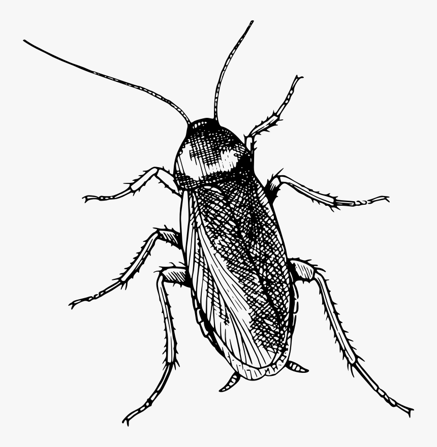 Fly,monochrome Photography,weevil - Cockroach Clipart Black And White, HD Png Download