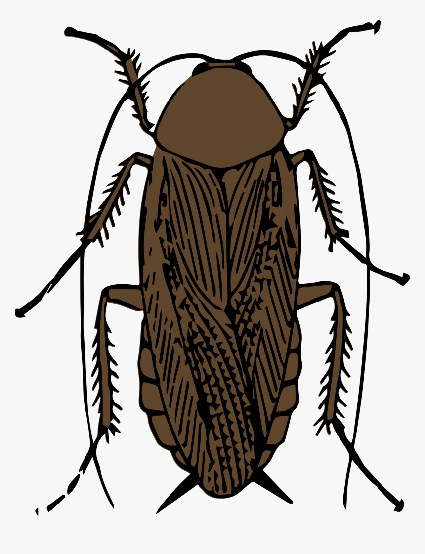 Cockroach Removal By A3 Superior Eliminates The Problem - Cockroach Black And White Clipart, HD Png Download