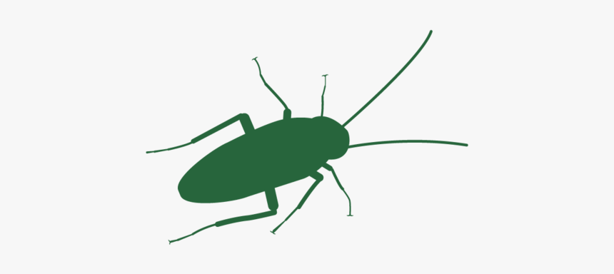 Cockroach Header - Beetle, HD Png Download
