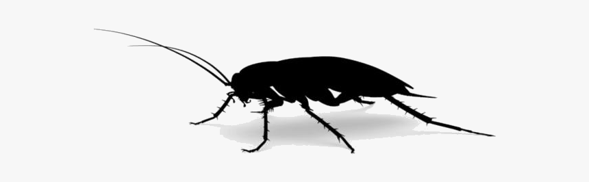 Roach Png Image For Download - Mosquito, Transparent Png