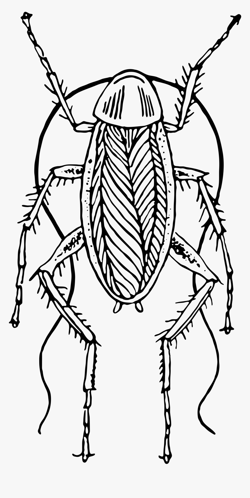 Cockroach Clipart Hostted - Cockroach Clipart Black And White, HD Png Download