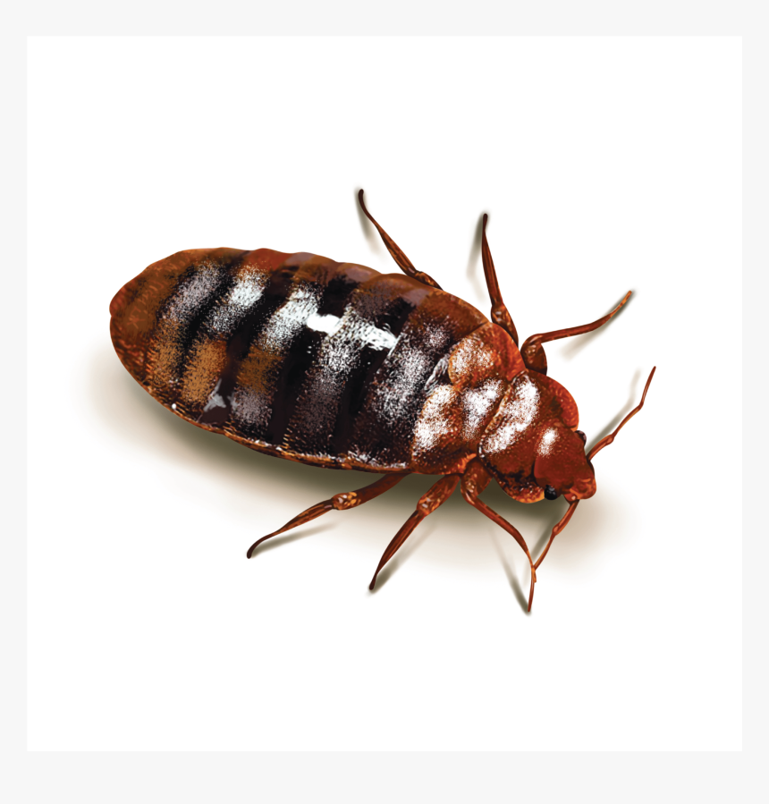 Cock Roach 1-10 - Cockroach And Bed Bug, HD Png Download