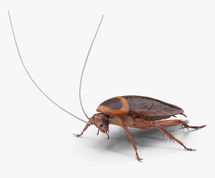 Longhorn Beetle, HD Png Download