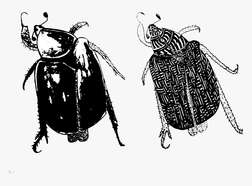 Dung Beetle, HD Png Download
