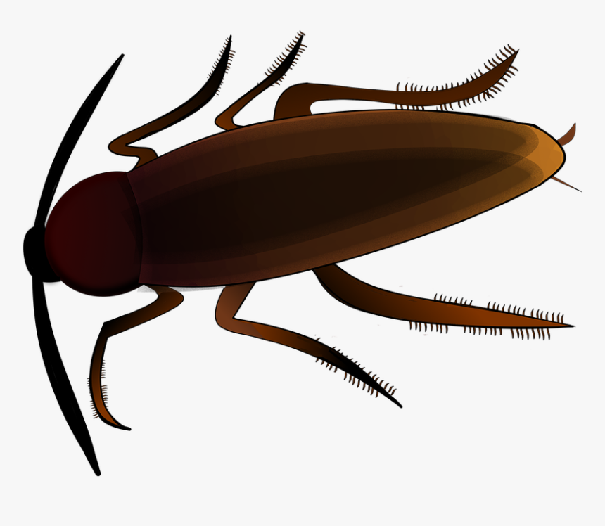 Insect, Creepy, Cockroach, Scrape, Beetle, Vermin - Clipart Kakerlake, HD Png Download