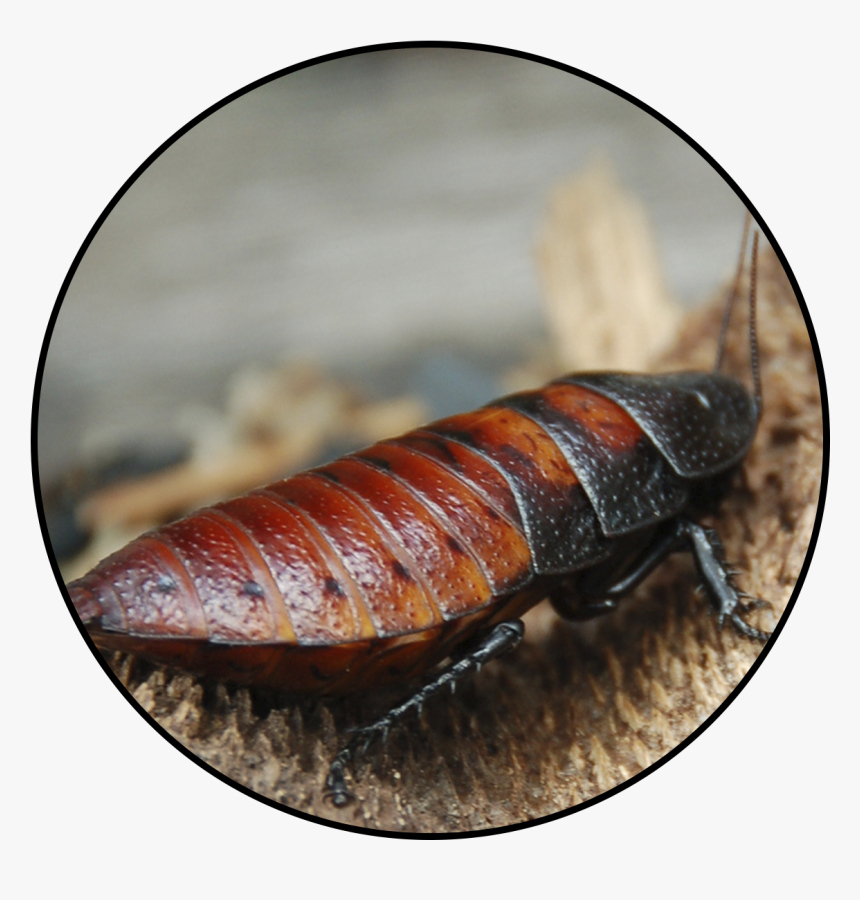 Giant Different Kind Of Cockroach, HD Png Download