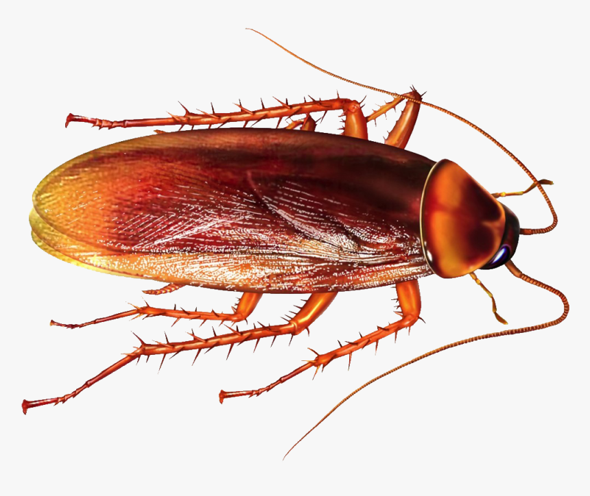 Cockroach Indian, HD Png Download